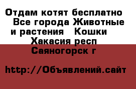 Отдам котят бесплатно  - Все города Животные и растения » Кошки   . Хакасия респ.,Саяногорск г.